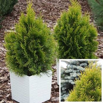 Туя западная ‘Gilded Dress’ PBR (Thuja occidentalis ‘Gilded Dress’ PBR)